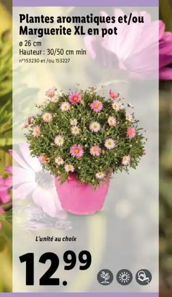 Lidl Plantes aromatiques et/ou Marguerite Xl en pot offre