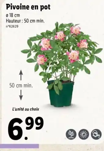 Lidl Pivoine en pot offre