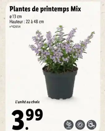 Lidl Plantes de printemps Mix offre