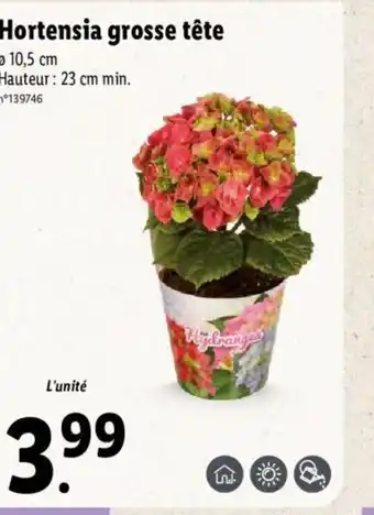 Lidl Hortensia grosse tête offre