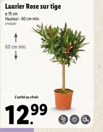 Lidl Laurier rose sur tige offre