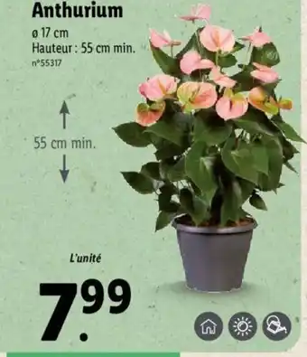 Lidl Anthurium offre