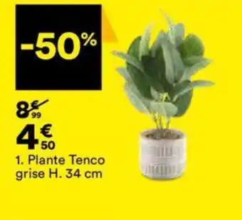 BUT 1. Plante Tenco offre