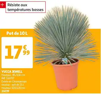 Auchan YUCCA JEWELL offre