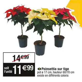 Cora x Carrefour Poinsettia sur tige offre