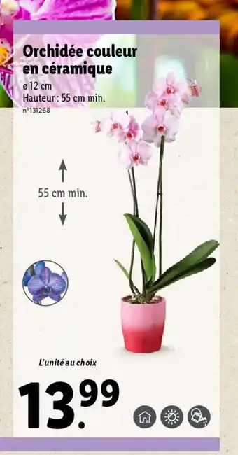 Lidl Orchidée couleur en céramique offre