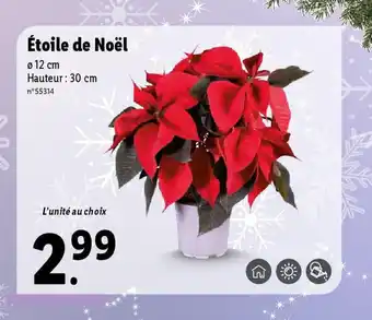 Lidl Étoile de Noël offre