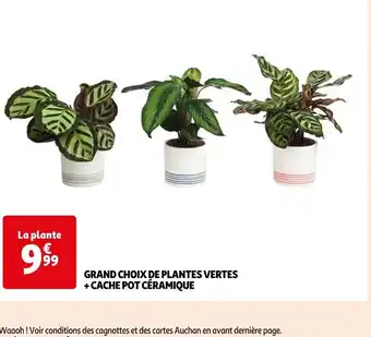 Auchan GRAND CHOIX DE PLANTES VERTES + CACHE POT CÉRAMIQUE offre