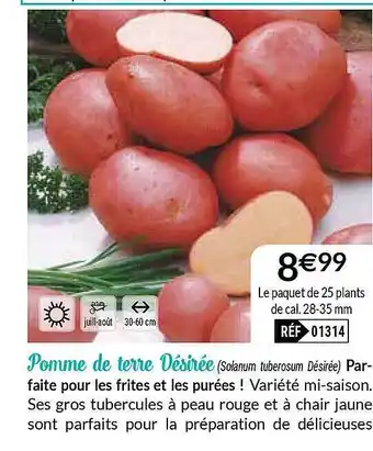 Pomme De Terre Désirée