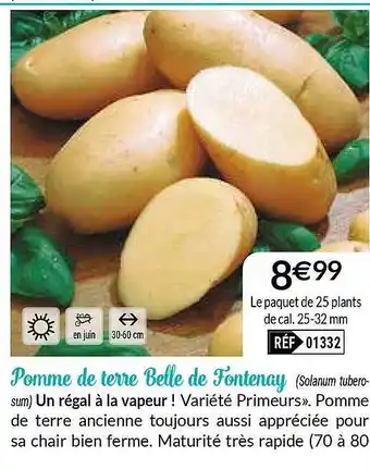 Pomme De Terre Belle De Fontenay