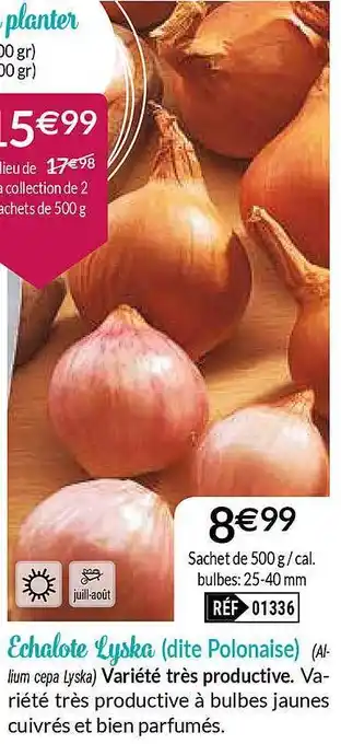 Echalote Lyska Dite Polonaise