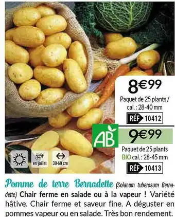 Pomme De Terre Bernadette