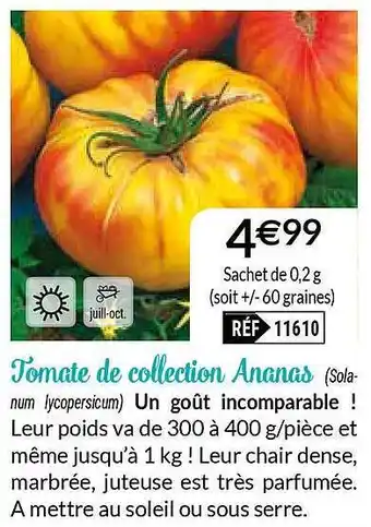 Tomate De Collection Ananas