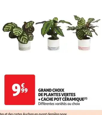 Auchan GRAND CHOIX DE PLANTES VERTES offre
