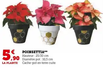 Super U POINSETTIA offre