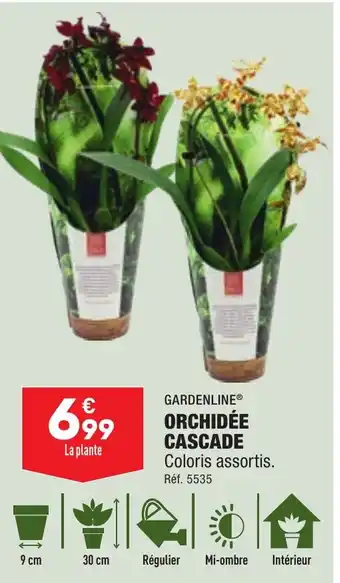 ALDI ORCHIDEE CASCADE offre