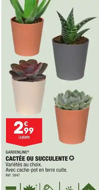 ALDI CACTÉE OU SUCCULENTE offre
