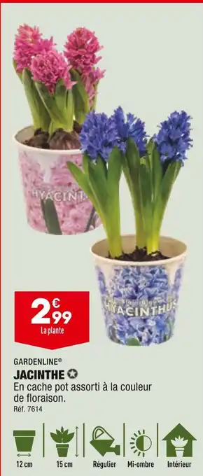 ALDI Gardenline jacinthe offre