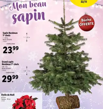 Lidl Sapin nordman 1er choix, grand sapin nordman 1er choix offre