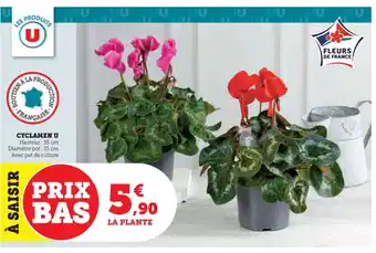 CYCLAMEN U