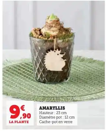 AMARYLLIS