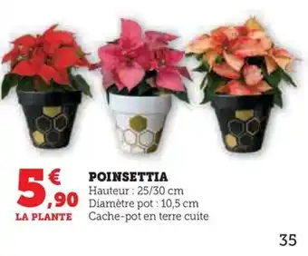 Hyper U POINSETTIA offre