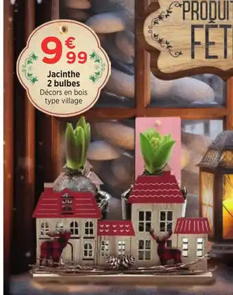 Jacinthe 2 bulbes