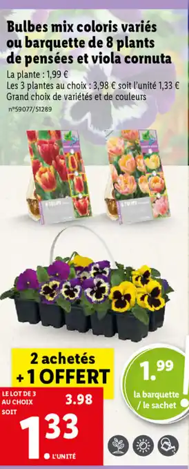 Lidl Bulbes Mix Coloris Variés Ou Barquette De 8 Plants offre