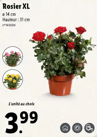 Lidl Rosier XL offre