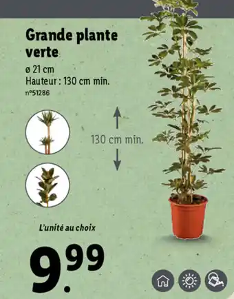 Lidl Grande Plante Verte offre