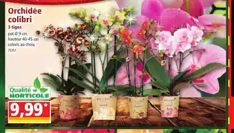 Norma Orchidée colibri offre
