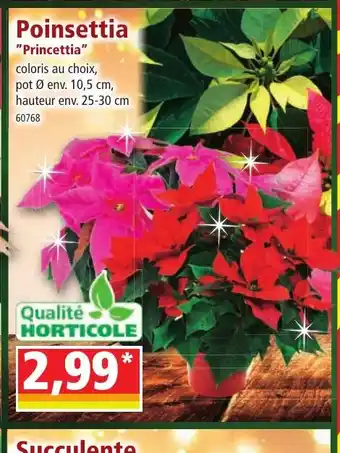 Norma Poinsettia offre