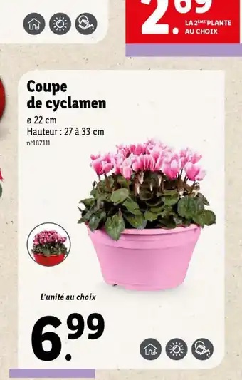 Lidl Coupe de cyclamen offre