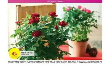 Intermarché Express Rosier Pot 14 Cm offre
