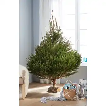 Carrefour Epicea offre