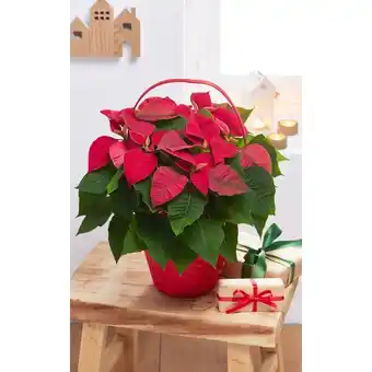 Poinsettia (1)
