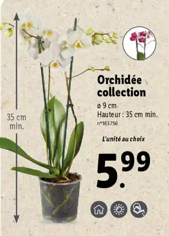 Lidl Orchidée collection offre
