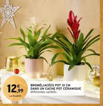 Intermarché Broméliacées pot 12 cm dans un cache pot céramique offre