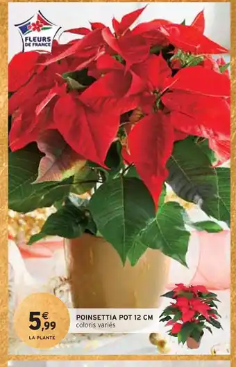 Intermarché Poinsettia pot 12 cm offre