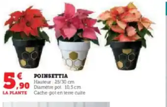 POINSETTIA