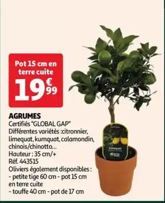 Auchan AGRUMES offre