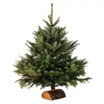 Sapin nordmann standard avec bûche
