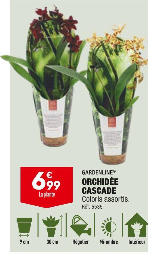 Promo Gardenline orchidée cascade chez ALDI