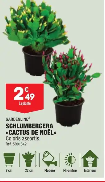 ALDI SCHLUMBERGERA «CACTUS DE NOËL offre