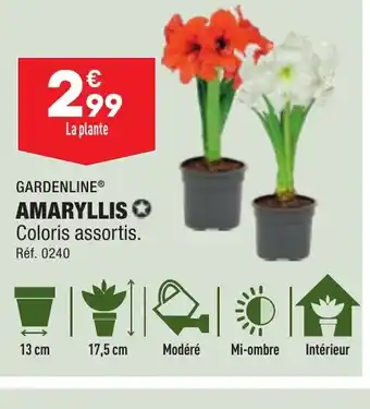 AMARYLLIS
