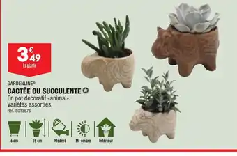 ALDI CACTÉE OU SUCCULENTE offre