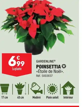 ALDI POINSETTIA offre