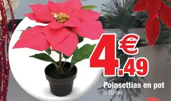 Bazarland Poinsettias en pot offre