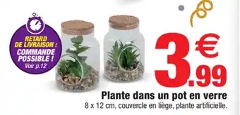 Bazarland Plante dans un pot en verre offre