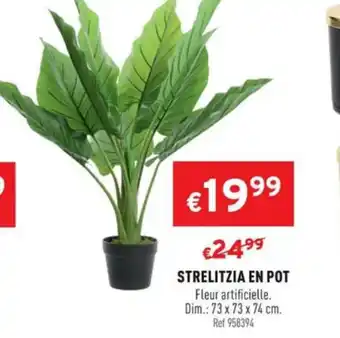 Trafic Strelitzia en pot offre